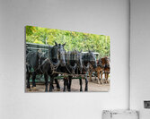 Teams of Horses Acrylic Print