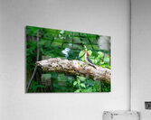 Red Bellied Wood Pecker Acrylic Print