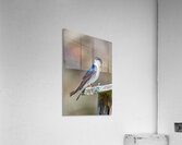 A Tree Swallow Enjoys a Sunny Day.  Acrylic Print