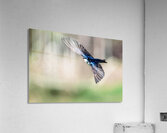 A Tree Swallow in Flight Acrylic Print
