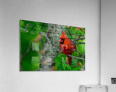 Northern Cardinal  Impression acrylique