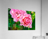 Pink Acrylic Print