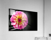 Pink and Yellow Zinnia Acrylic Print