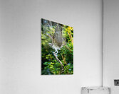 An Osprey stretching their wings.  Impression acrylique