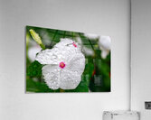 After The Storm Acrylic Print