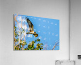 An Osprey Soars Acrylic Print