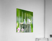 Two Cat Birds having a Conversation Acrylic Print