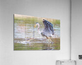 Not Today Acrylic Print