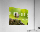 Cheeky Acrylic Print