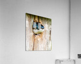 Hello There Acrylic Print