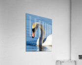 Swan on a Lake Acrylic Print