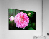 Rose with Morning Dew Acrylic Print