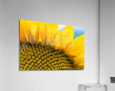 SunFlower Close Up Acrylic Print