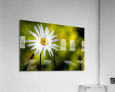 A Solitary Daisy Acrylic Print
