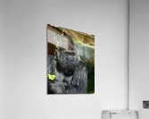 Gorilla Deep in Thought Acrylic Print
