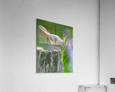 Cat Bird on a Post Acrylic Print