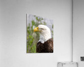 North American Bald Eagle Acrylic Print