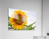 Sun Flower Acrylic Print