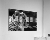 Cheetah Acrylic Print