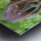 Doe & Fawn Impression metal