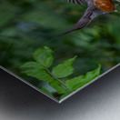 A Pair of Robins Impression metal