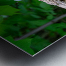 Red Belly Wood Pecker Impression metal