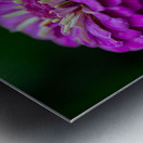 Zinnia Impression metal