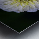 White Zinnia Impression metal