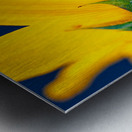 Yellow Sunflower Metal print