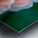 Peach Dahlia with a splash of Purple Metal print