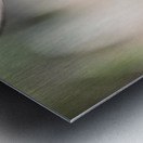 A Tree Swallow in Flight Metal print