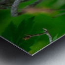 Northern Cardinal  Impression metal