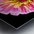 Pink and Yellow Zinnia Metal print