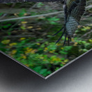 An Osprey picks up fresh fish for breakfast Metal print