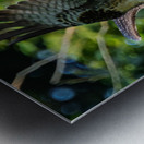 An Osprey stretching their wings.  Impression metal