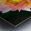 Dahlia and Raindrops Impression metal