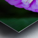 Glistening Purple Zinnia  Metal print