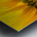 SunFlower Close Up Metal print