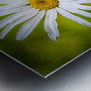 A Solitary Daisy Metal print
