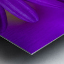 Purple Aster Metal print