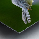 Cat Bird on a Post Metal print