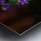 Purple Loosestrife Metal print