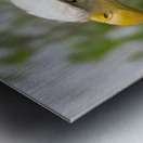 North American Bald Eagle Metal print