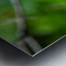 Cedar Waxwing Metal print