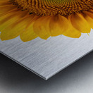 Sun Flower Metal print