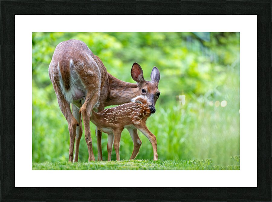 Doe & Fawn Impression et Cadre photo