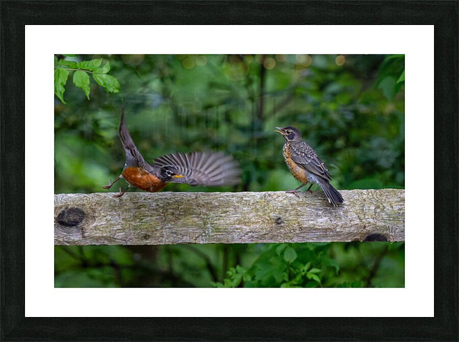 A Pair of Robins Impression et Cadre photo