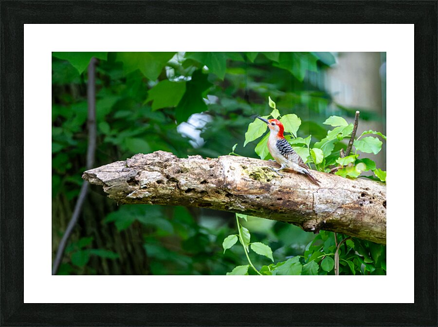 Red Belly Wood Pecker Impression et Cadre photo