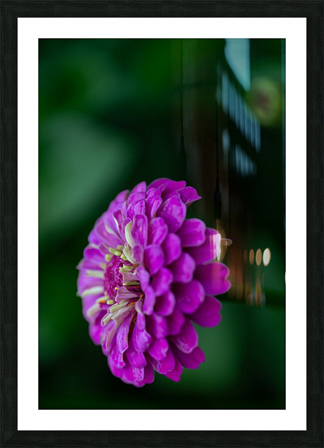 Zinnia Impression et Cadre photo