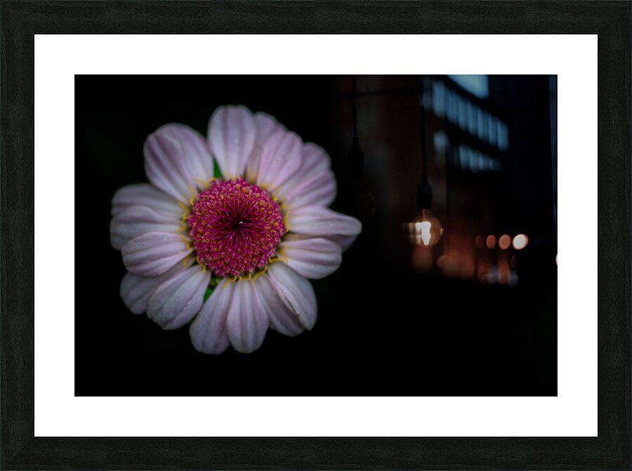 Daisy Picture Frame print